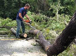 How Our Tree Care Process Works  in  Elmsford, NY