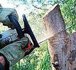 Best Stump Grinding and Removal  in Elmsford, NY