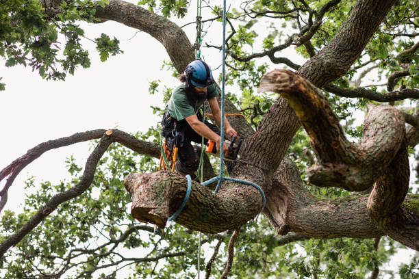 Best Tree Trimming and Pruning  in Elmsford, NY