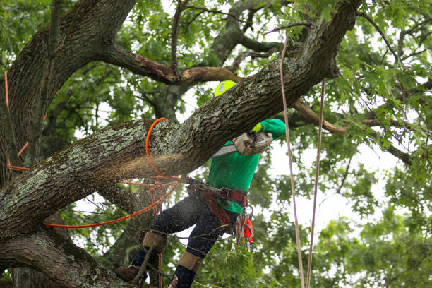 Best Tree Cabling and Bracing  in Elmsford, NY