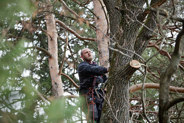  Elmsford, NY Tree Care Pros