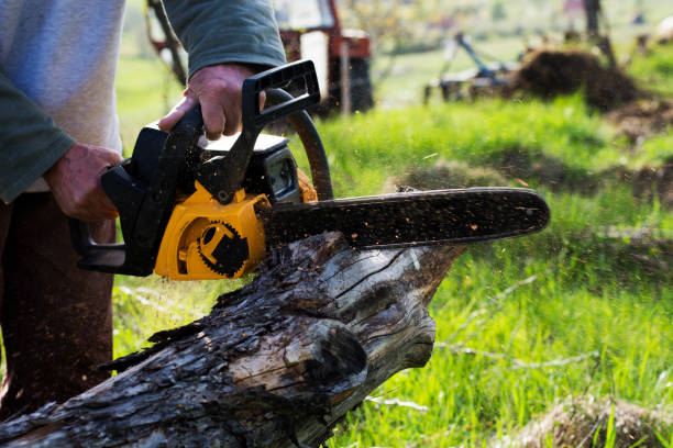 Best Arborist Consultation Services  in Elmsford, NY