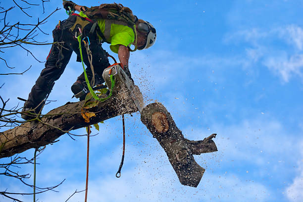 Tree and Shrub Care in Elmsford, NY